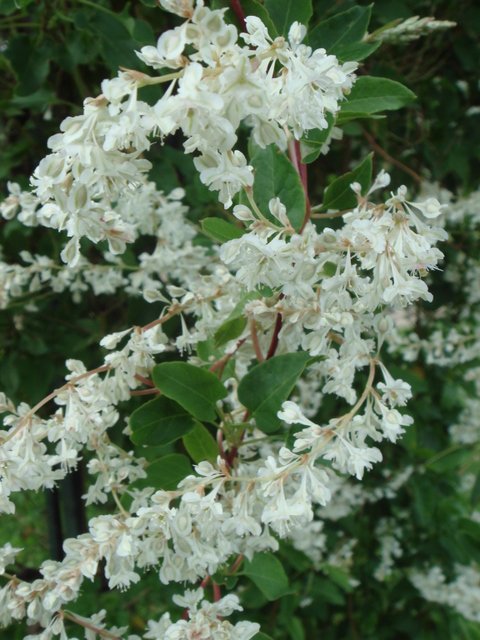 Polygonum aubertii fleur